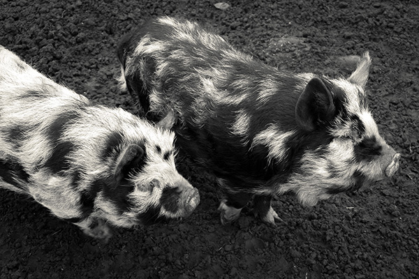 Our big lovely pigs